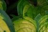 Hosta 'Dick Ward', leaves