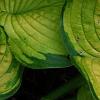 Hosta 'Dick Ward', leaves