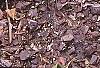 Hosta 'Dark Star', habit