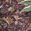 Hosta 'Dark Star', habit