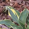 Hosta 'Dark Star', habit