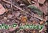 Hosta 'Dark Star', habit