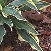 Hosta 'Dark Star', habit