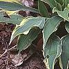 Hosta 'Dark Star', habit