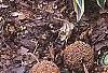Hosta 'Dark Star', habit