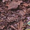 Hosta 'Dark Star', habit