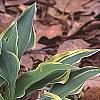 Hosta 'Dark Star', habit