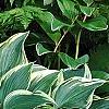 Hosta 'Dark Star', habit