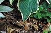 Hosta 'Dark Star', habit
