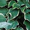 Hosta 'Dark Star', habit