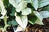 Hosta 'Dark Star', habit