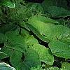 Hosta 'Dark Star', habit