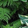 Hosta 'Dark Star', habit