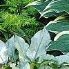 Hosta 'Dark Star', habit