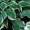 Hosta 'Dark Star', habit