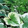 Hosta 'Dark Star', habit