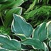 Hosta 'Dark Star', habit