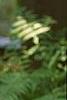 Hosta 'Dark Star', flowers