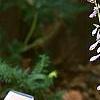 Hosta 'Dark Star', flowers