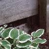 Hosta 'Diamond Tiara', habit