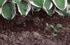 Hosta 'Diamond Tiara', habit