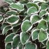 Hosta 'Diamond Tiara', habit