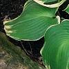 Hosta 'Earth Angel', habit