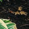 Hosta 'Earth Angel', habit