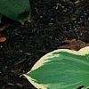 Hosta 'Earth Angel', habit