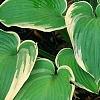 Hosta 'Earth Angel', habit