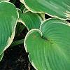 Hosta 'Earth Angel', habit