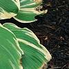 Hosta 'Earth Angel', habit