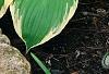 Hosta 'Earth Angel', habit