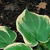 Hosta 'Earth Angel', habit