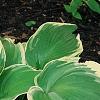 Hosta 'Earth Angel', habit