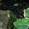 Hosta 'Earth Angel', habit