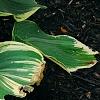 Hosta 'Earth Angel', habit