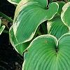 Hosta 'Earth Angel', habit
