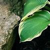 Hosta 'Earth Angel', habit