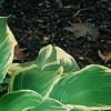 Hosta 'Earth Angel', habit