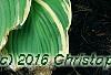 Hosta 'Earth Angel', habit
