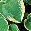 Hosta 'Earth Angel', habit