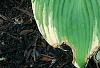 Hosta 'Earth Angel', habit