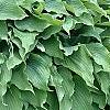 Hosta 'Elvis Lives', habit