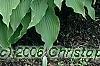 Hosta 'Elvis Lives', habit