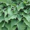 Hosta 'Elvis Lives', habit