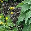 Hosta 'Elvis Lives', habit