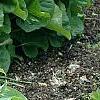 Hosta 'Elvis Lives', habit