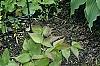 Hosta 'Elvis Lives', habit