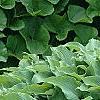 Hosta 'Elvis Lives', habit